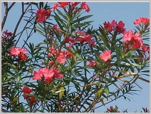 oleander