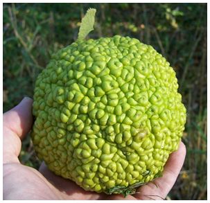 Osage-orange-2